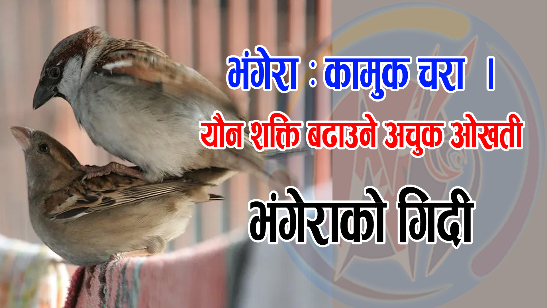भङ्गेरा कामुक चरा : याैन उत्तेजना बढाउने अचुक ओखती भगेराको गिदी ।