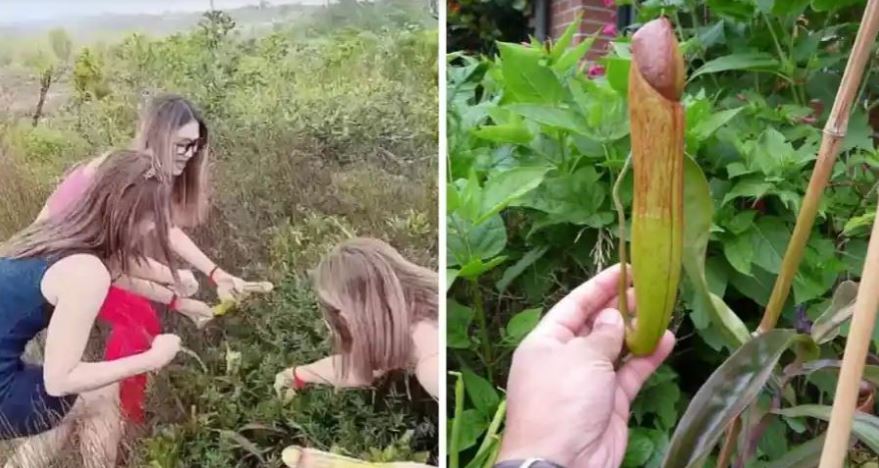 कम्बोडियामा पुरुषको यौनाङ्ग जस्तै फूल टिपेको भिडियो भाइरल भएपछि ….
