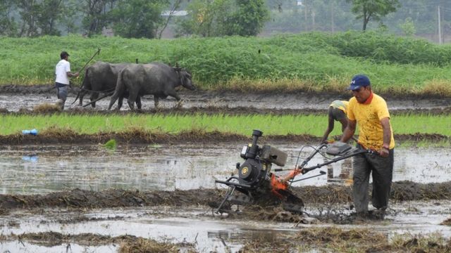 गण्डकी प्रदेशमा अझै ८ प्रतिशत रोपाइँ बाँकी