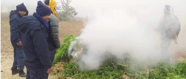 महोत्तरीमा दुई कठ्ठामा लगाइएको गाँजा खेती प्रहरीले नष्ट गर्याे ।